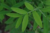 Lathyrus linifolius