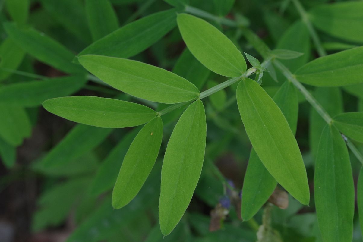 Изображение особи Lathyrus linifolius.