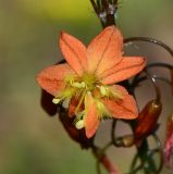 Bulbine frutescens