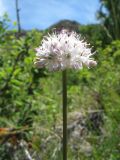 Allium koksuense