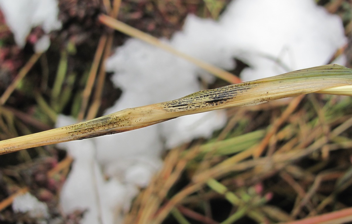 Изображение особи Digitaria sanguinalis.