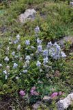 Aconitum rotundifolium