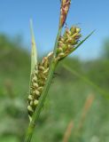 Carex tomentosa. Часть побега с женскими колосками. Краснодарский край, м/о Новороссийск, хр. Маркотх, пер. Андреевский, горная степь. 12.05.2017.