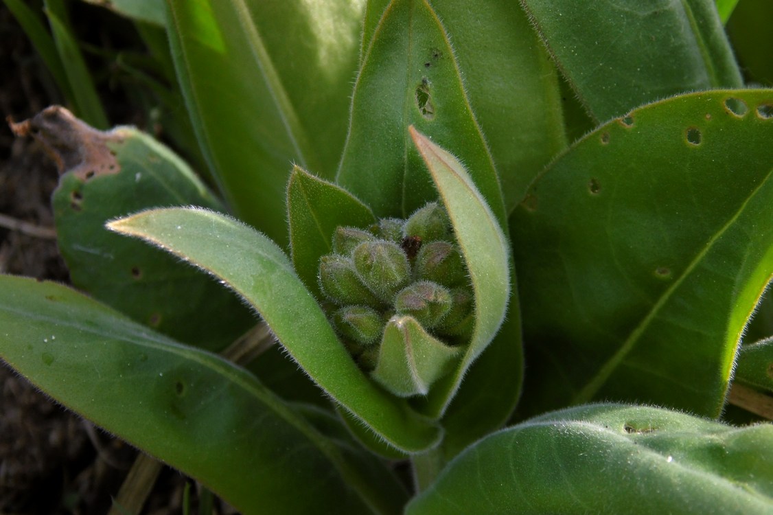 Изображение особи Pulmonaria mollis.