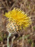 Centaurea orientalis. Соцветие. Украина, г. Запорожье, балка Щавелевая, степь с выходами гранита. 10.06.2017.