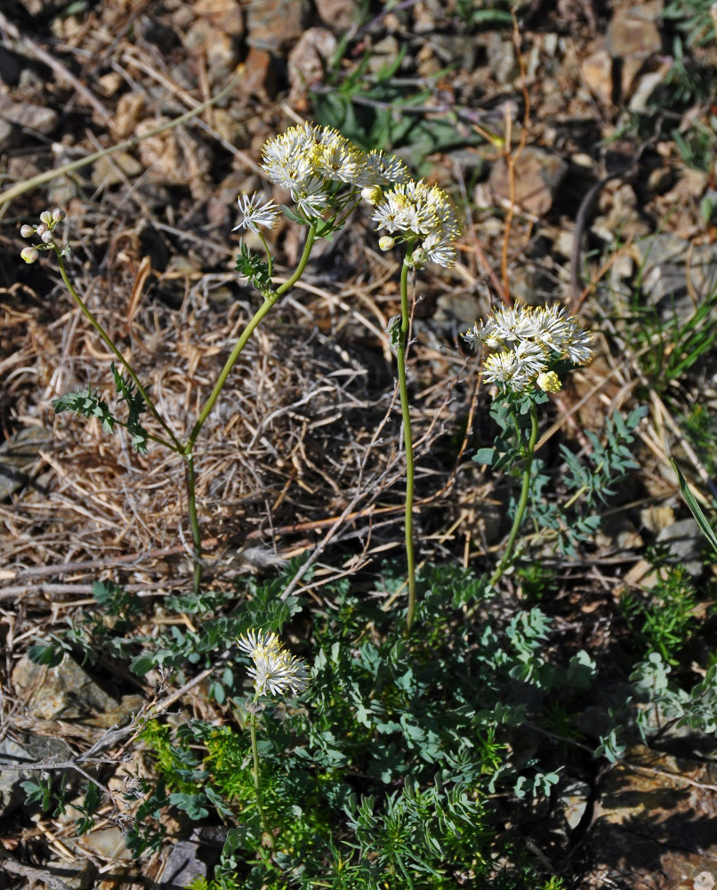 Изображение особи Thalictrum petaloideum.