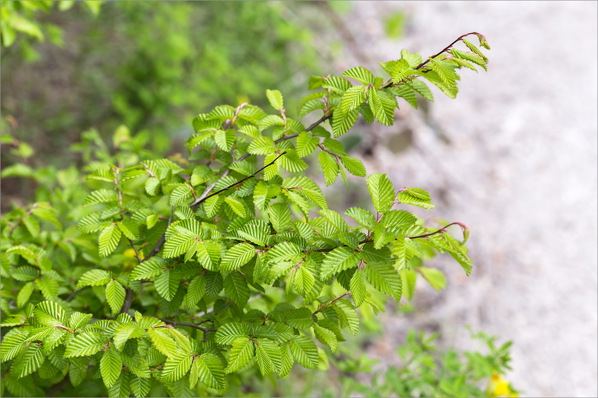 Изображение особи Carpinus orientalis.