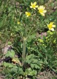 Ranunculus oxyspermus. Цветущее растение. Узбекистан, г. Ташкент, Актепа Юнусабадская. 19.04.2014.