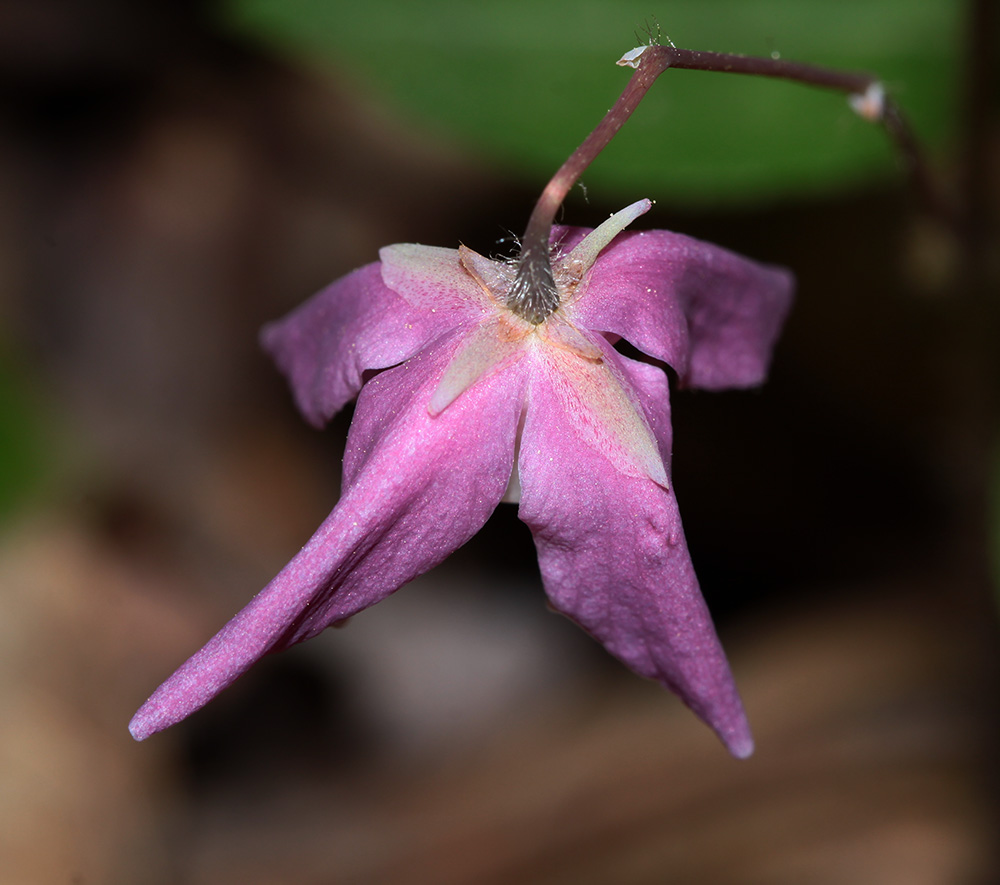 Image of Epimedium macrosepalum specimen.