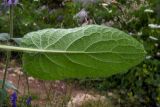 Stachys balansae. Лист (нижняя сторона). Республика Адыгея, Майкопский р-н, Кавказский биосферный заповедник, плато Лаго-Наки, перевал Инструкторское Окно, выс. 2014 м н.у.м., субальпийский высокотравный луг. 28.07.2018.