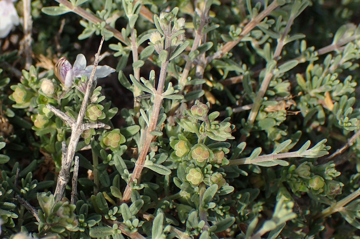 Изображение особи Teucrium brevifolium.