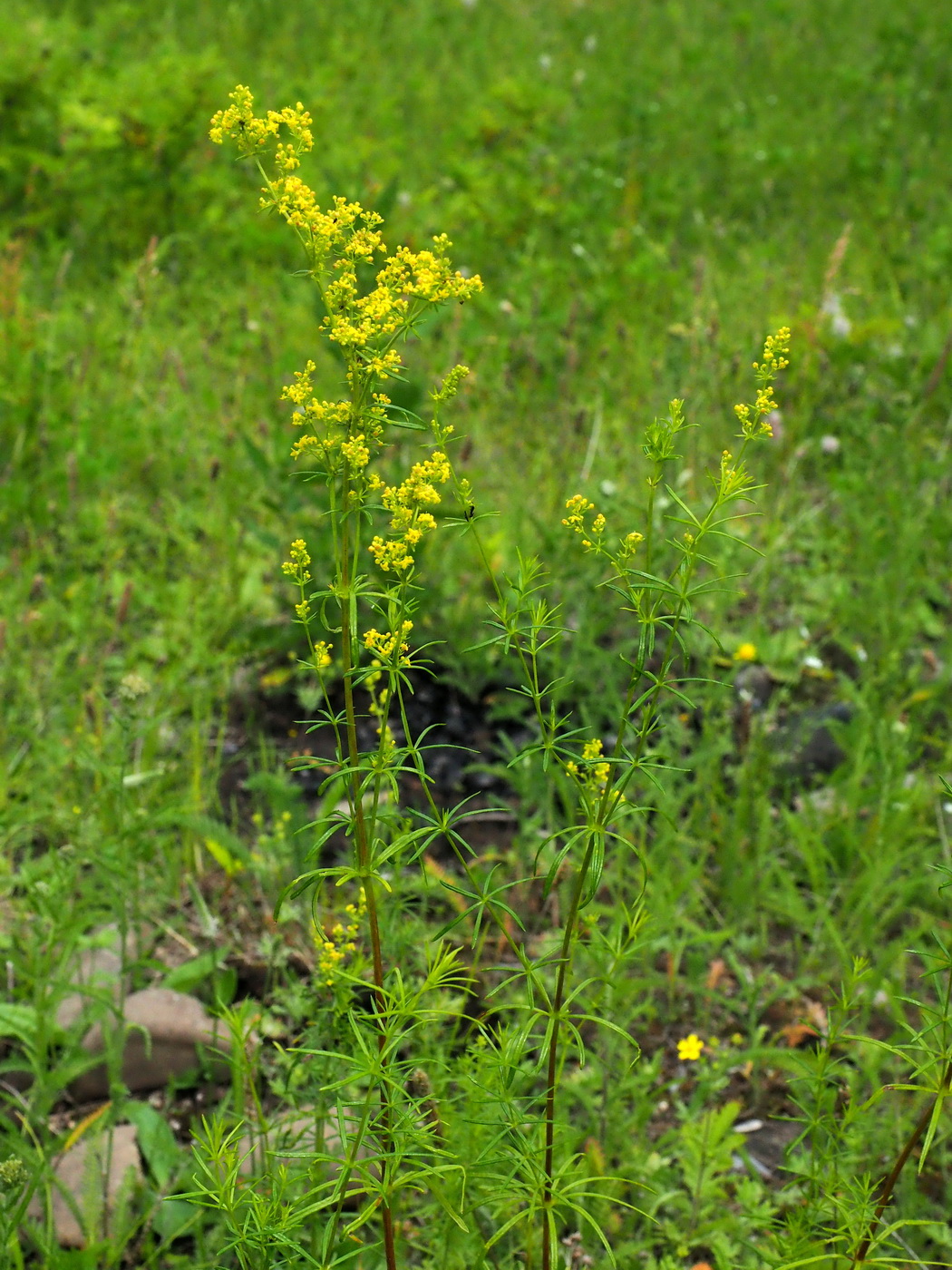 Изображение особи Galium verum.