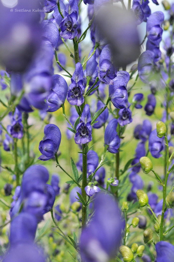 Изображение особи Aconitum &times; stoerkianum.