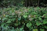 Lunaria rediviva