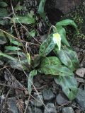 Erythronium oregonum. Расцветающее растение. Великобритания, Шотландия, Эдинбург, Royal Botanic Garden Edinburgh, в культуре. 4 апреля 2008 г.