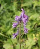 Aconitum septentrionale. Соцветие. Республика Алтай, Усть-Коксинский р-н, восточный берег Среднего Мультинского озера, луг. 28 июля 2020 г.