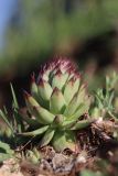 Sempervivum ruthenicum