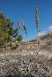 Sideritis taurica