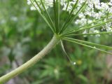 Chaerophyllum aureum. Основание соцветия. Кабардино-Балкария, Эльбрусский р-н, окр. с. Нейтрино, ок. 1800 м н.у.м., берег р. Кубасантысу. 09.07.2020.