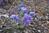 Pulsatilla patens