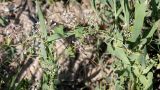 Cynanchum sibiricum. Побеги с соцветиями. Казахстан, г. Актау, берег моря, пустырь. 22 июня 2021 г.