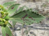 Euphorbia davidii