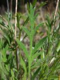 Papaver lapponicum. Лист. Магаданская обл., Ольский р-н, окр. пос. Гадля, р. Ола, галечник. 07.08.2021.