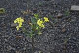 Erysimum brevistylum