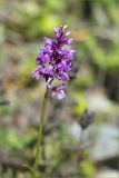 Dactylorhiza psychrophila. Соцветие. Мурманская обл., п-ов Средний, берег р. Выкат, закустаренный разнотравный луг. 12.07.2023.