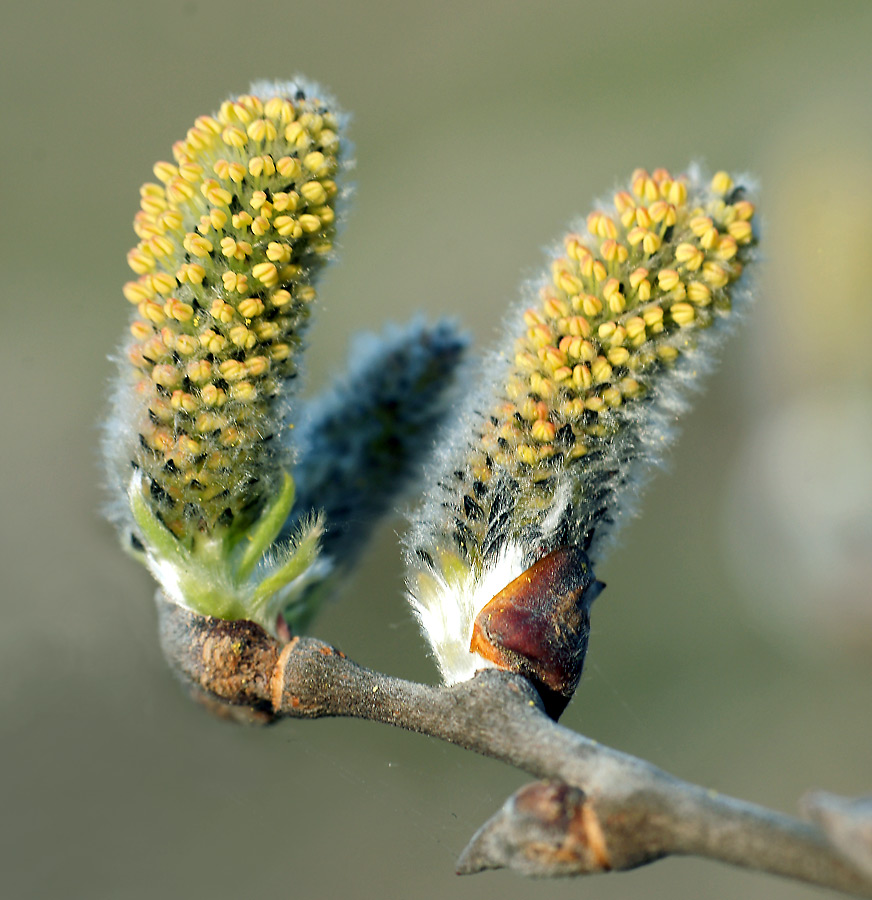 Изображение особи Salix caprea.