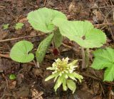 Petasites amplus