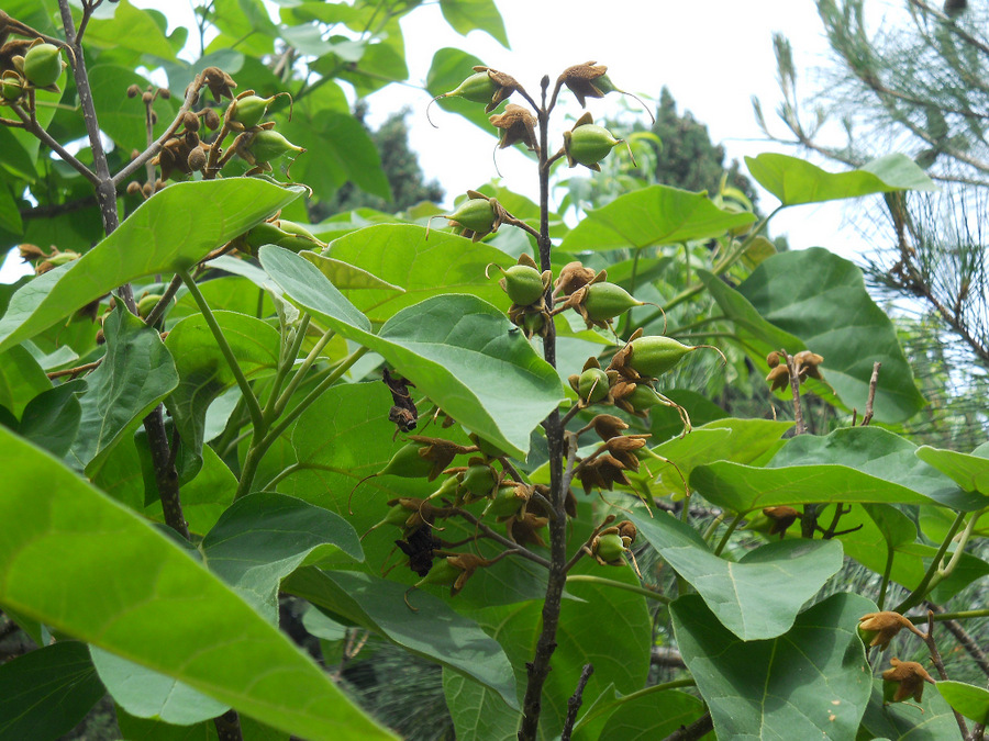 Image of Paulownia tomentosa specimen.