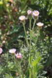 Erigeron pseudoseravschanicus