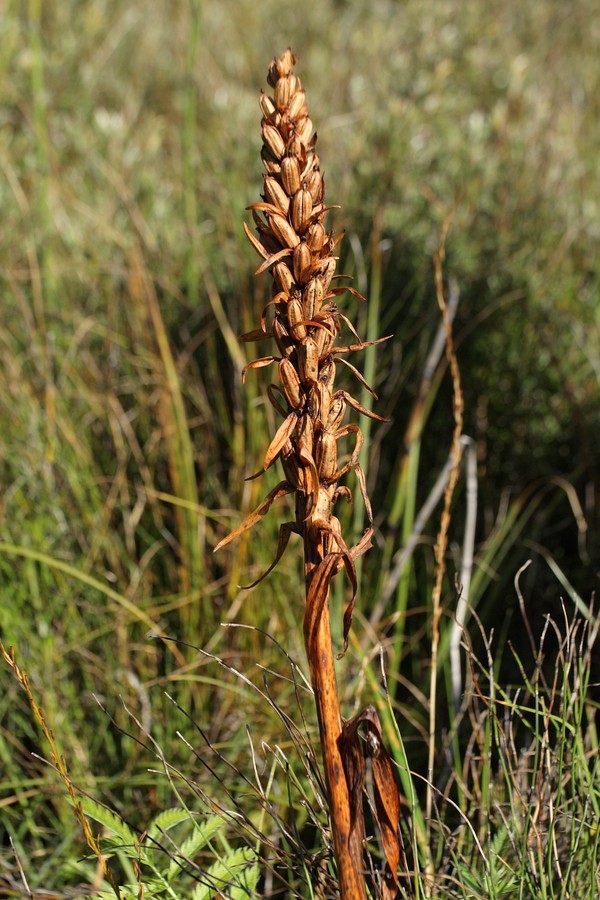 Изображение особи Dactylorhiza incarnata.