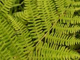 Athyrium filix-femina