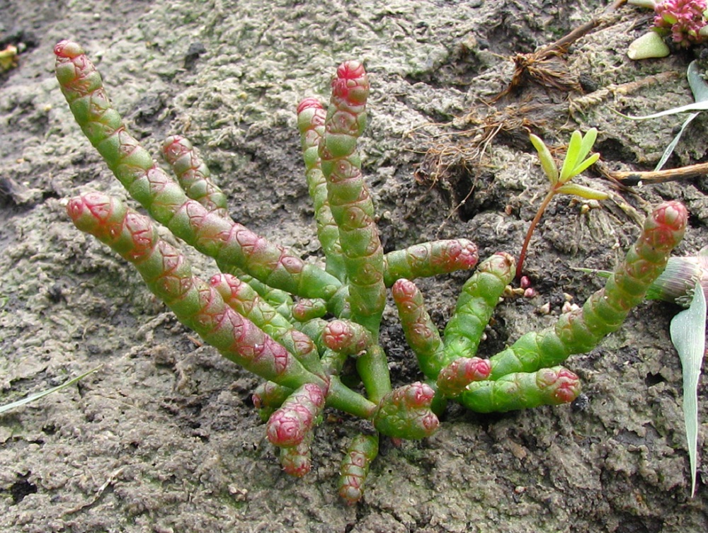 Image of Salicornia perennans specimen.