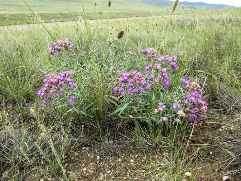 Изображение особи Saussurea salicifolia.