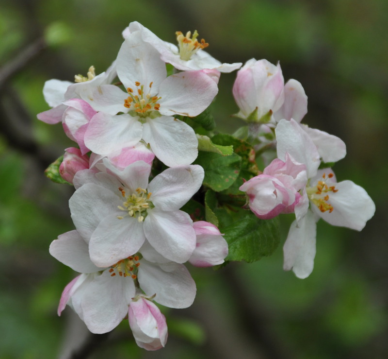 Изображение особи Malus orientalis.