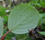 Salix reticulata