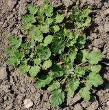 Erodium malacoides