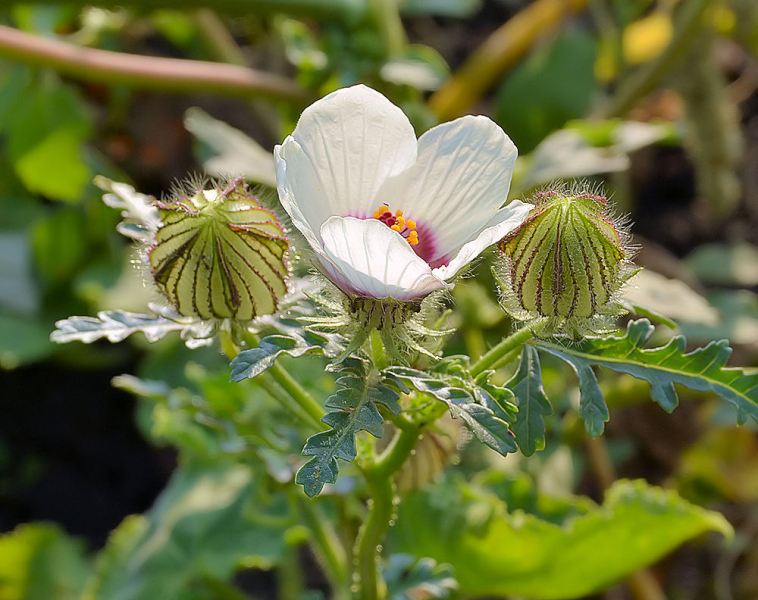 Изображение особи Hibiscus trionum.