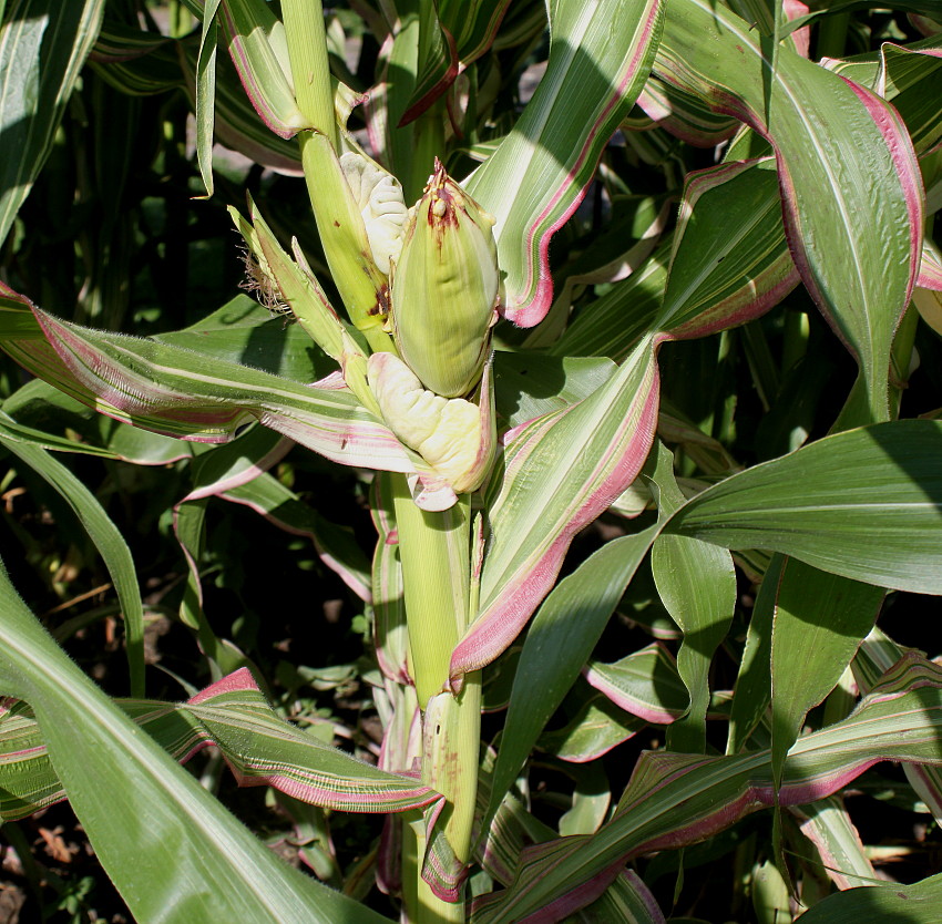 Изображение особи Zea mays.