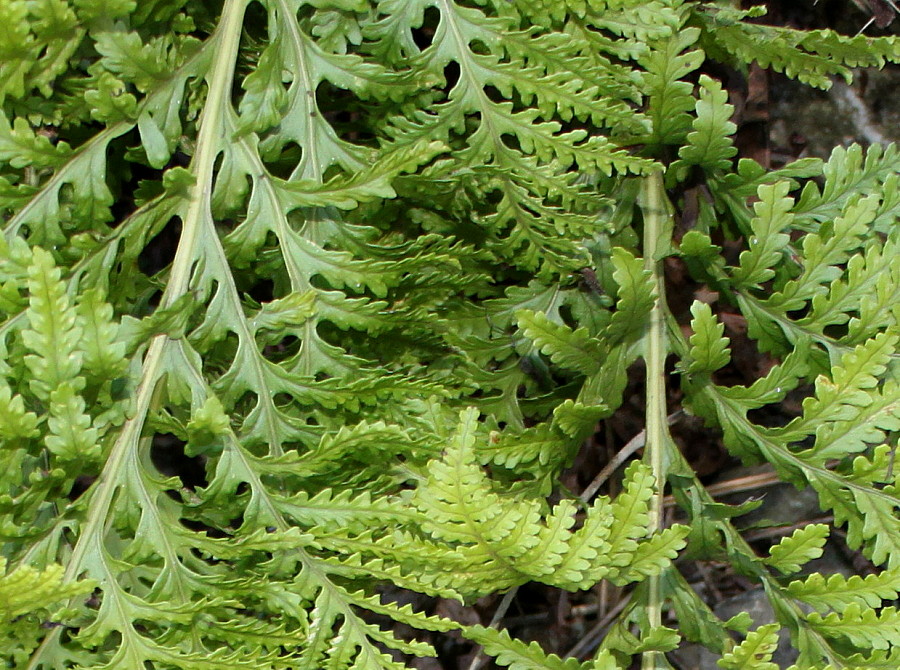 Изображение особи Polypodium interjectum.