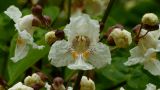 Catalpa bignonioides. Цветок. Чувашия, г. Шумерля. 14.06.2014.