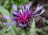 Centaurea triumfettii