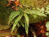 Asplenium trichomanes