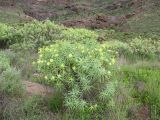 Euphorbia regis-jubae. Цветущее растение. Испания, Канарские о-ва, Гран Канария, муниципалитет Mogán, окр. населённого пункта Tasarte. 28 февраля 2010 г.