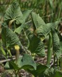 Aristolochia lutea