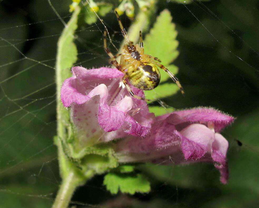 Изображение особи Phtheirospermum chinense.