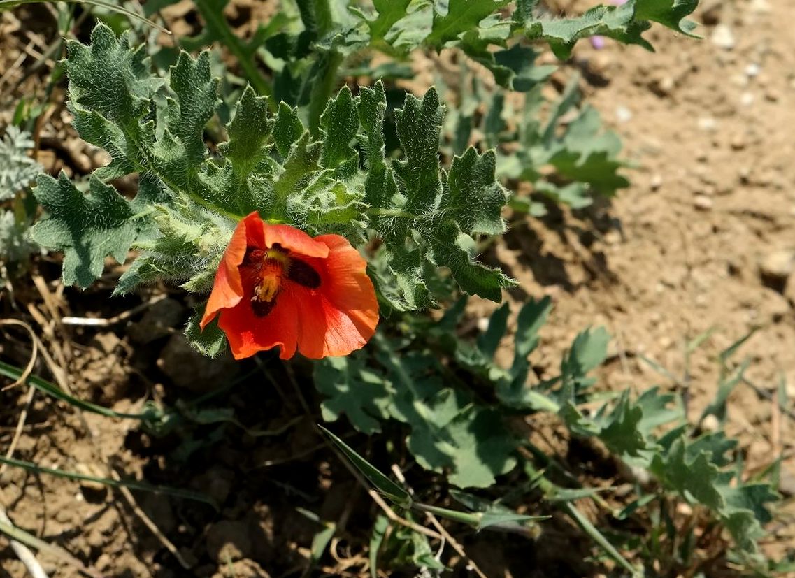 Изображение особи Glaucium corniculatum.